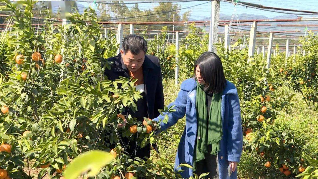 绣缎镇未来繁荣蓝图，最新发展规划揭示和谐共生新面貌