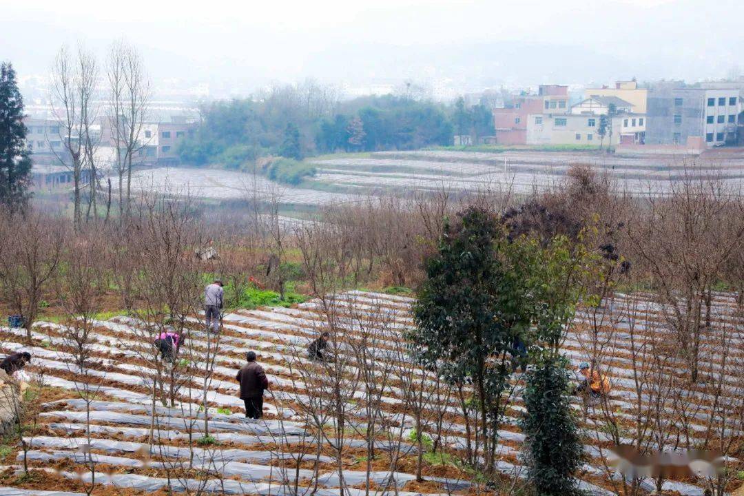 茶坪社区村最新动态报道